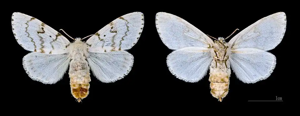 Lymantria dispar