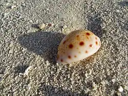 Une porcelaine lynx (Lyncina lynx), échoué sur la plage.