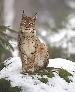Lynx lynx.