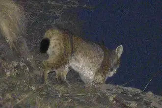 Description de l'image Lynx lynx dinniki 115107752.jpg.