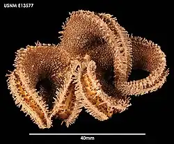 Lysasterias belgicae.