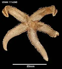 Lysasterias hemiora.