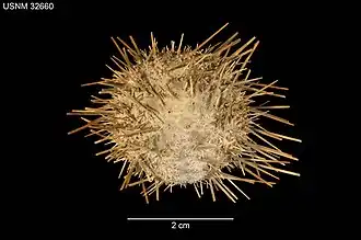 Description de l'image Lytechinus anamesus (USNM 32660) 001.jpeg.