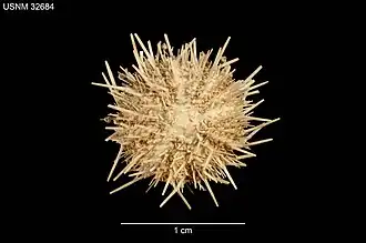 Lytechinus pictus (séché)