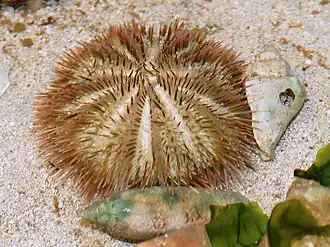 Description de cette image, également commentée ci-après