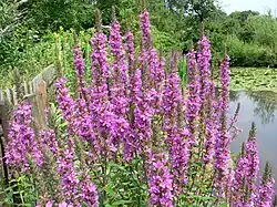Salicaire commune, sur les coteaux des Brateaux.