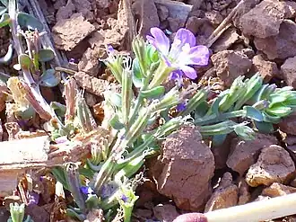 Description de l'image Lythrum tribracteatum Enfoque 2011-8-19 RioJabalon CampodeCalatrava.jpg.