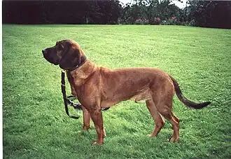 Chien de rouge du Hanovre.