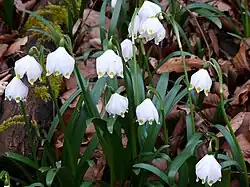 Fleurs et feuilles de Leucojum vernum, la Nivéole de printemps