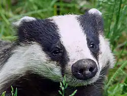 Blaireau européen  (Meles meles).