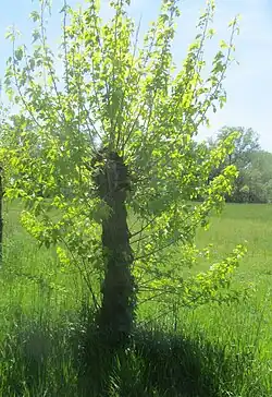 Mûrier taillé en têtard