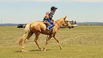 Un petit cheval jaune monté par un jeune garçon, vu de profil.