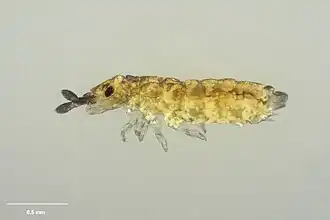 Description de l'image MA I144736 TePapa Pseudachorutes-puniceus full.jpg.