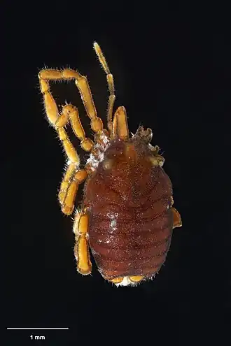 Description de l'image MA I182979 TePapa Rakaia-sorenseni full.jpg.