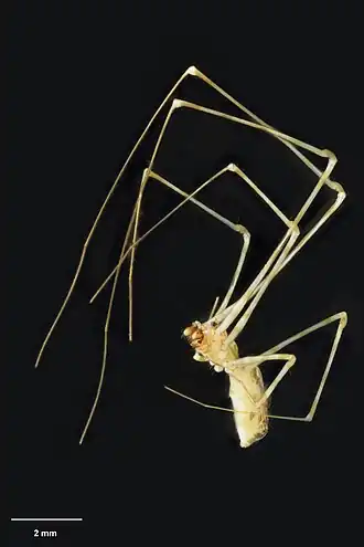 Description de l'image MA I183180 TePapa Nomaua-repanga-Fitzgerald full.jpg.