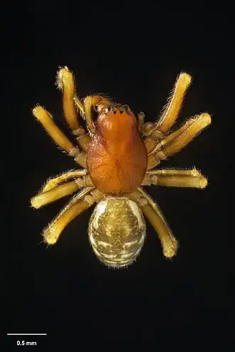 Description de l'image MA I183205 TePapa Promynoglenes-minuta full.jpg.