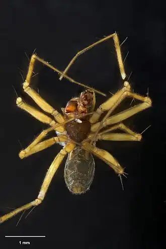 Description de l'image MA I183226 TePapa Laetesia-olvidada-Blest full.jpg.