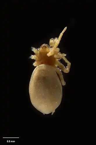 Description de l'image MA I227844 TePapa Kapanga-alta-Forster full.jpg.