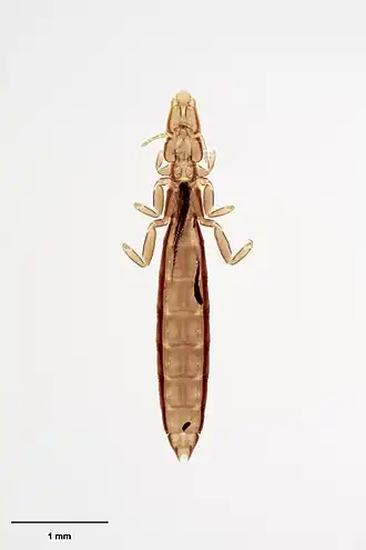 Description de l'image MA I263114 TePapa Halipeurus-pelagodromae full.jpg.