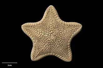 Diplodontias robustus