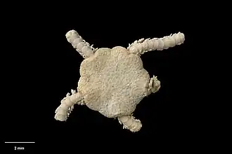 Amphioplus pegasus