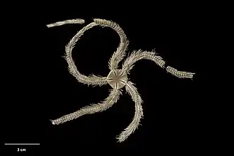 Ophiotreta larissae.