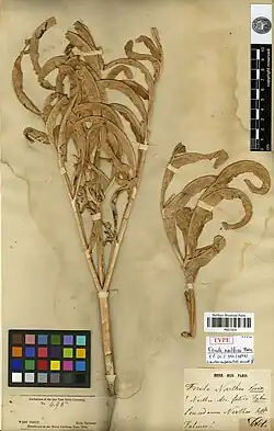 Photo d'une planche d'herbier, avec deux feuilles découpées, l'étiquette de l'herbier Falconer et une étiquette indiquant qu'il s'agit du type de Ferula narthex.