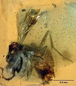 Haidomyrmodes mammuthus,ambre des Charentes (94-100 millions d'années).