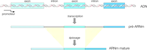 Epissage des introns