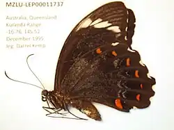 Papilio aegeus mâle, ailes repliées
