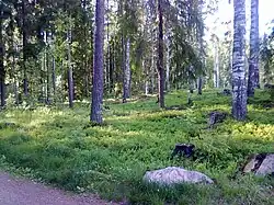 La forêt de Maarukanmetsä.