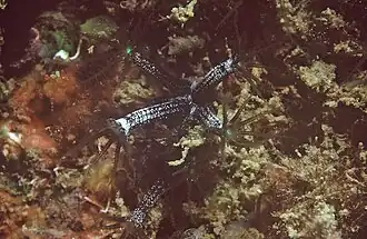 Maasella edwardsi, un Paralcyoniidae