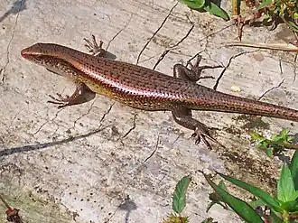 Description de l'image Maby multif F 050220 053 ckoep.jpg.