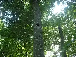 Loge de pic noir dans un hêtre.