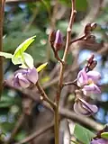 Fleur de Machaerium lunatum (Guadeloupe).
