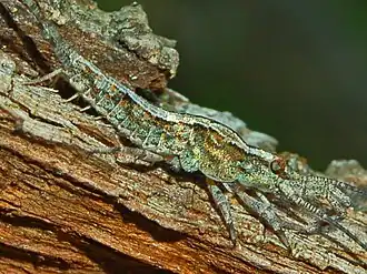 Description de cette image, également commentée ci-après