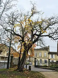 Maclura pomifera au parc de l'épinette à Libourne.