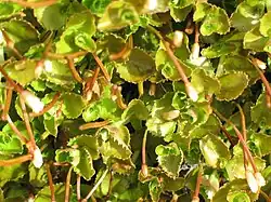 Flore typique de l'île.