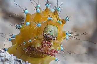 Chenille (détail de la tête)