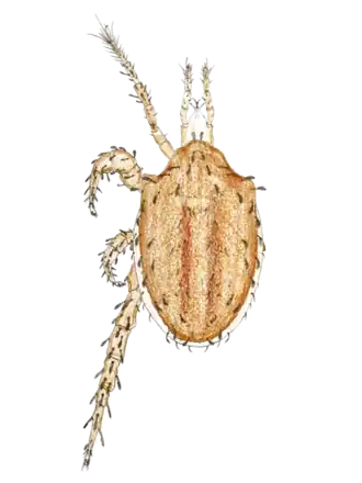 Description de l'image Macrocheles carinatus by Oudemans.png.