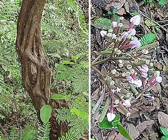 Description de l'image Macrocnemum roseum (29453869495).jpg.