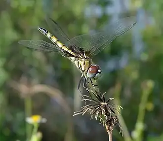 Description de cette image, également commentée ci-après