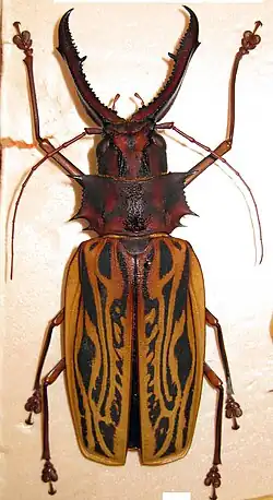 Macrodontia cervicornis