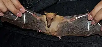 Description de l'image Macrog sobrin 120912-0043 tdp.jpg.