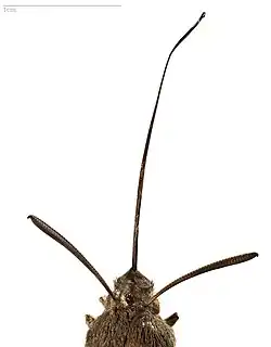 Macroglossum : littéralement : Longue langue