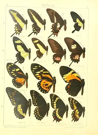 Description de l'image Macrolepidoptera15seit 0031.jpg.