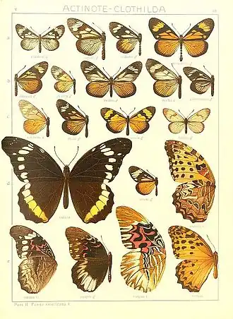 Description de l'image Macrolepidoptera15seit 0175.jpg.