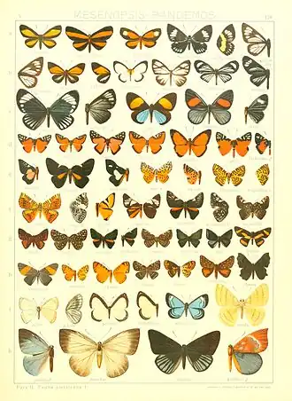 Description de l'image Macrolepidoptera15seit 0283.jpg.