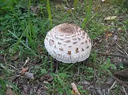 Cuticule excoriée(Macrolepiota excoriata)