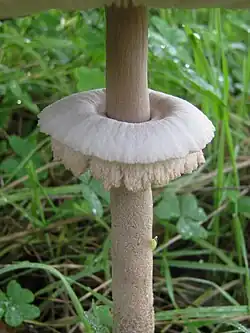 Anneau double coulissant.